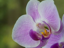 macro &raquo; bloemen